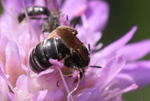 Réf. 223 126 : Halictus sp.